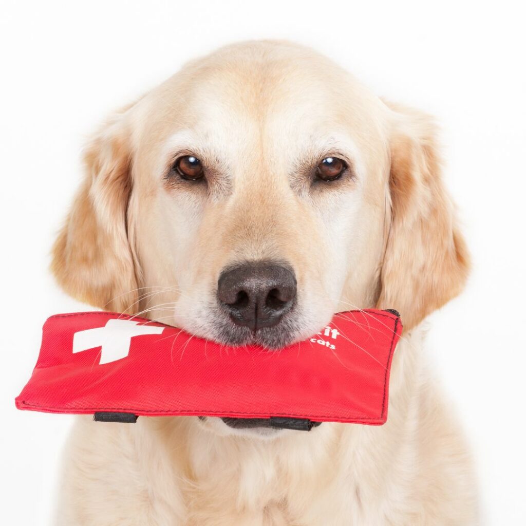 basic first aid for your dog