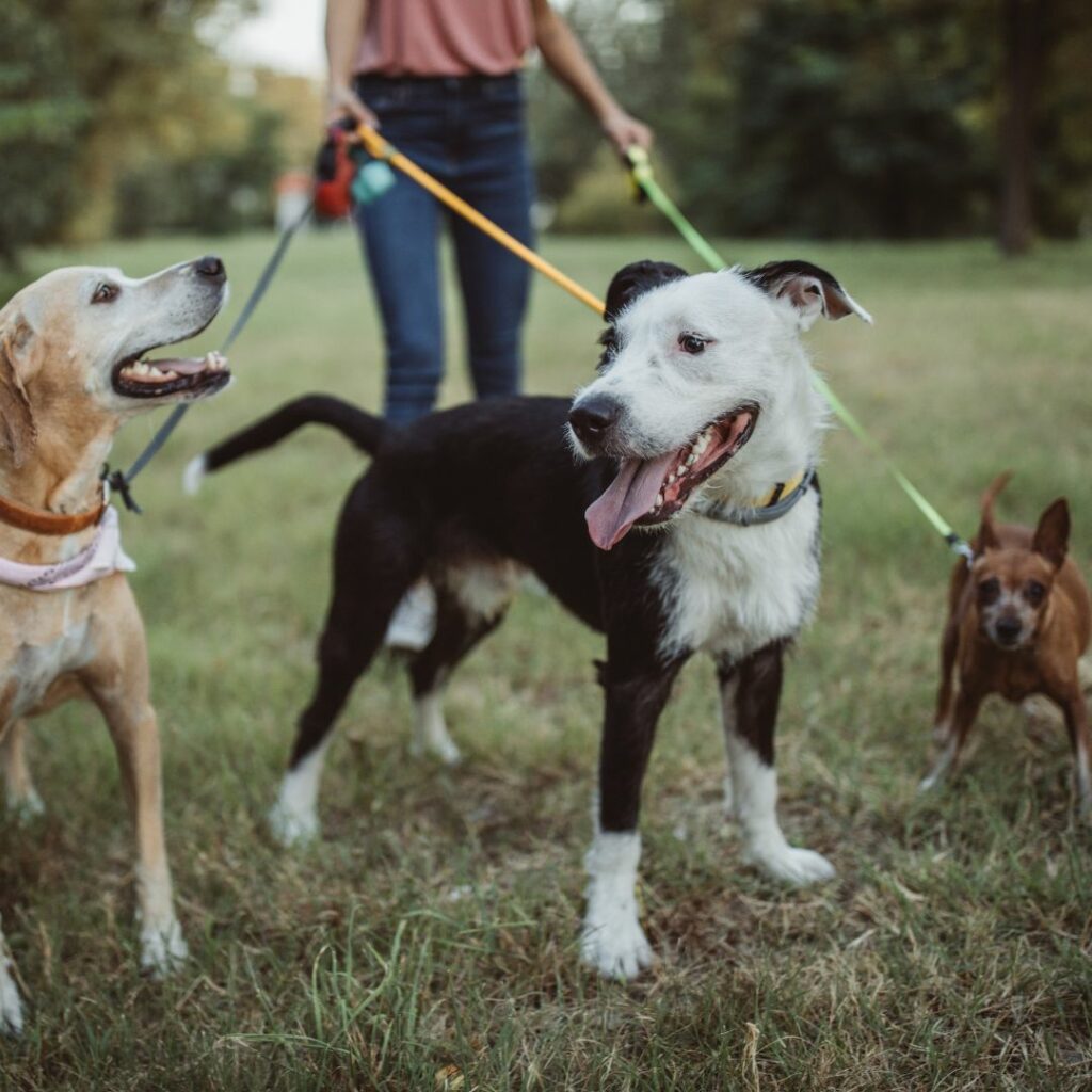 tips to pick a great dog sitter
