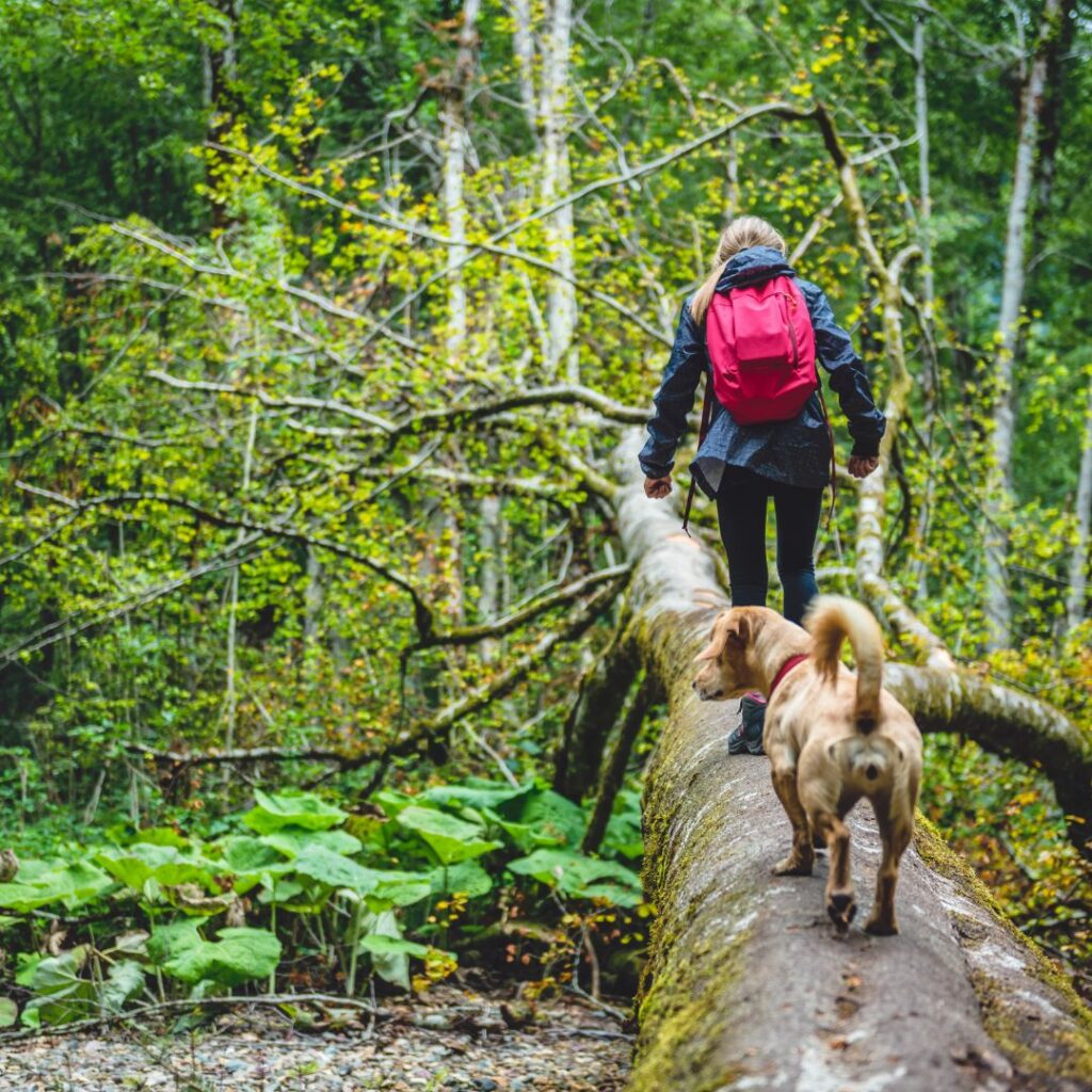 things to know before you go hiking with your dog