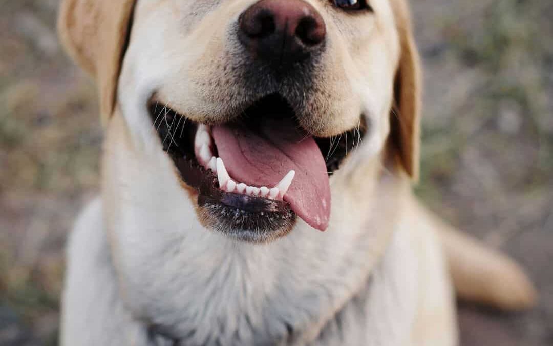 Your Dogs’ Pearly Whites