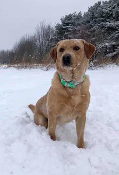 24993151-770900079701532-675194491186694382-n