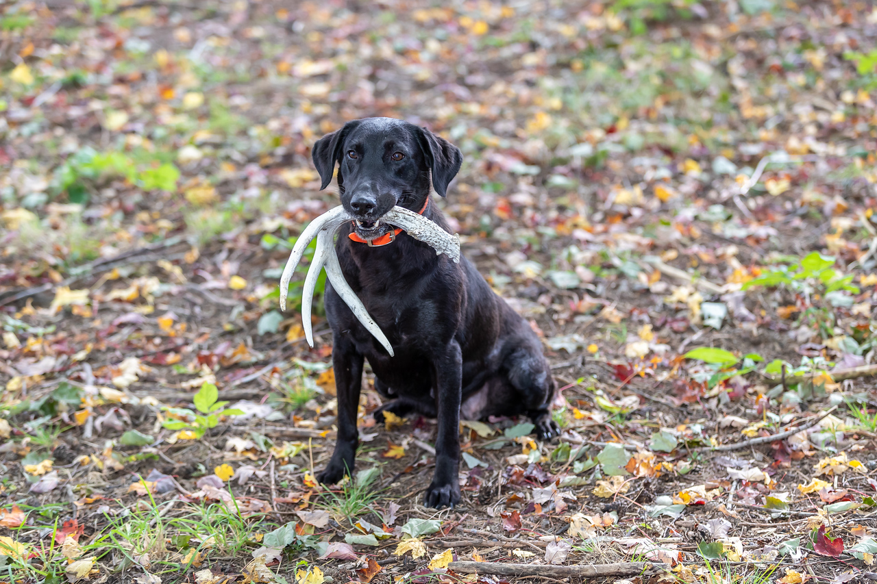 Sundance Retrievers 086 October 10, 2022-X2 Sundance Retrievers 086 October 10, 2022-X2