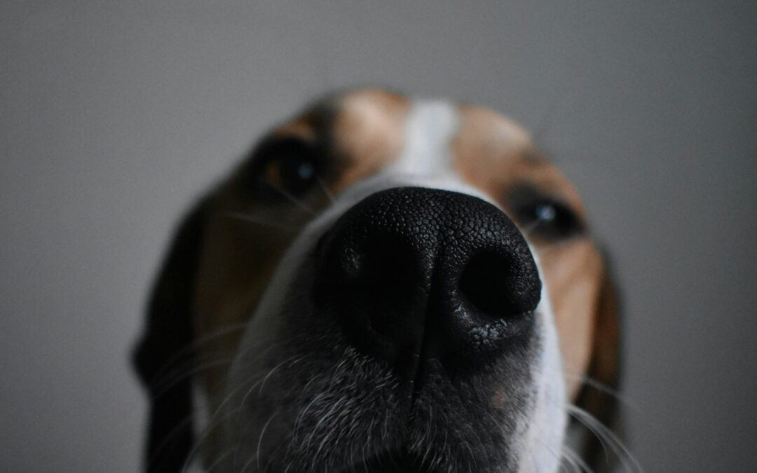 A dog’s nose knows