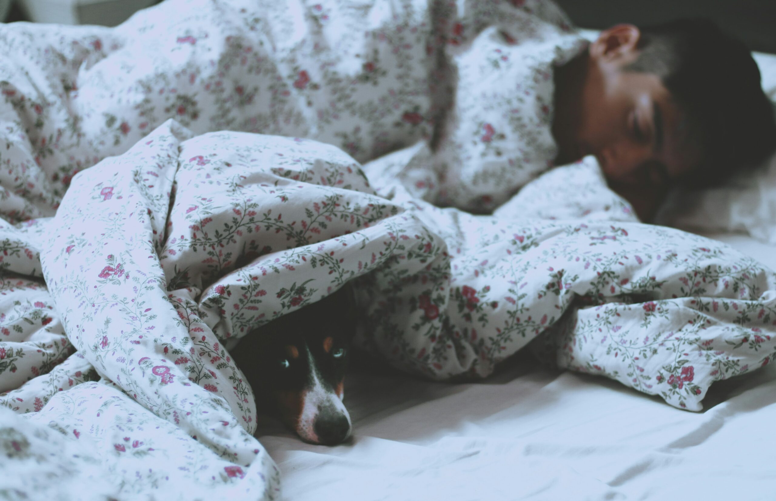 should you let your dog sleep in your bed