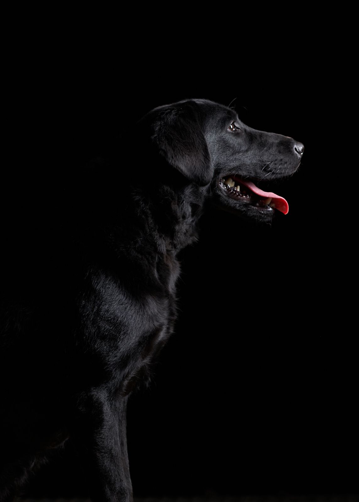 Bonnie 2 Bonnie 2