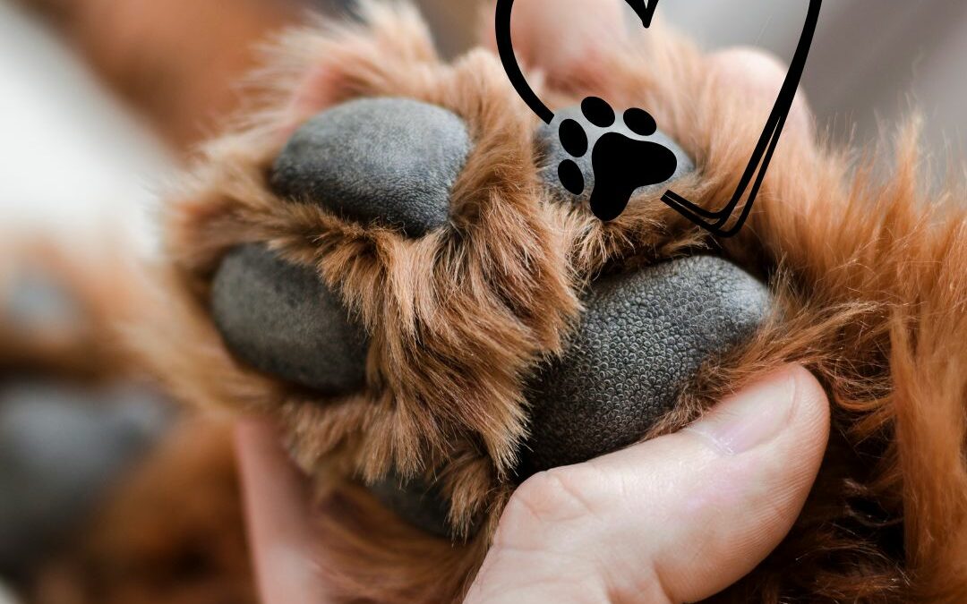 Taking care of your dog’s paws