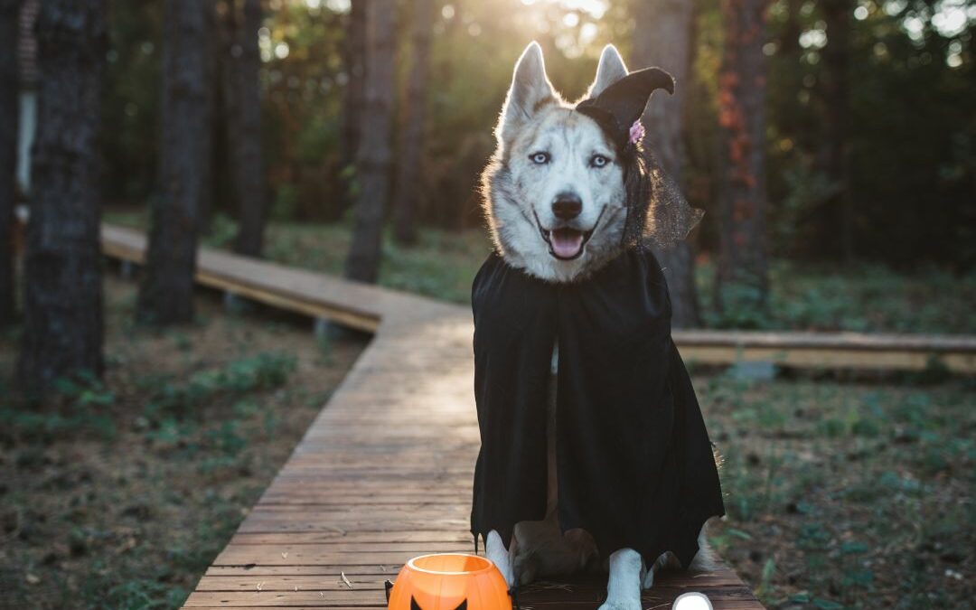 safe halloween for your dog