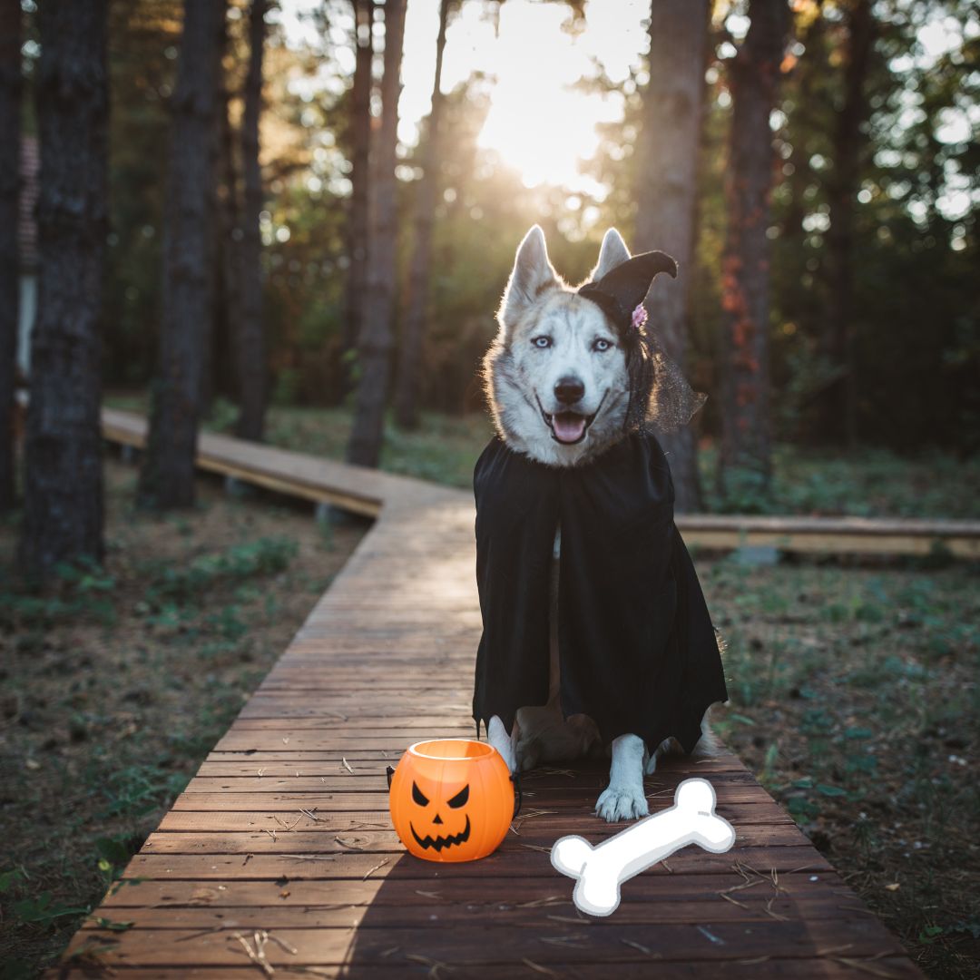 safe halloween for your dog