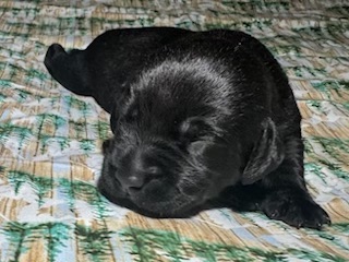 Duke