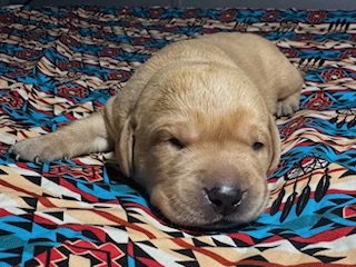 Obi