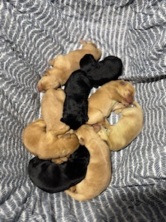 bonnie litter