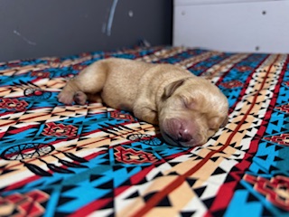 obi