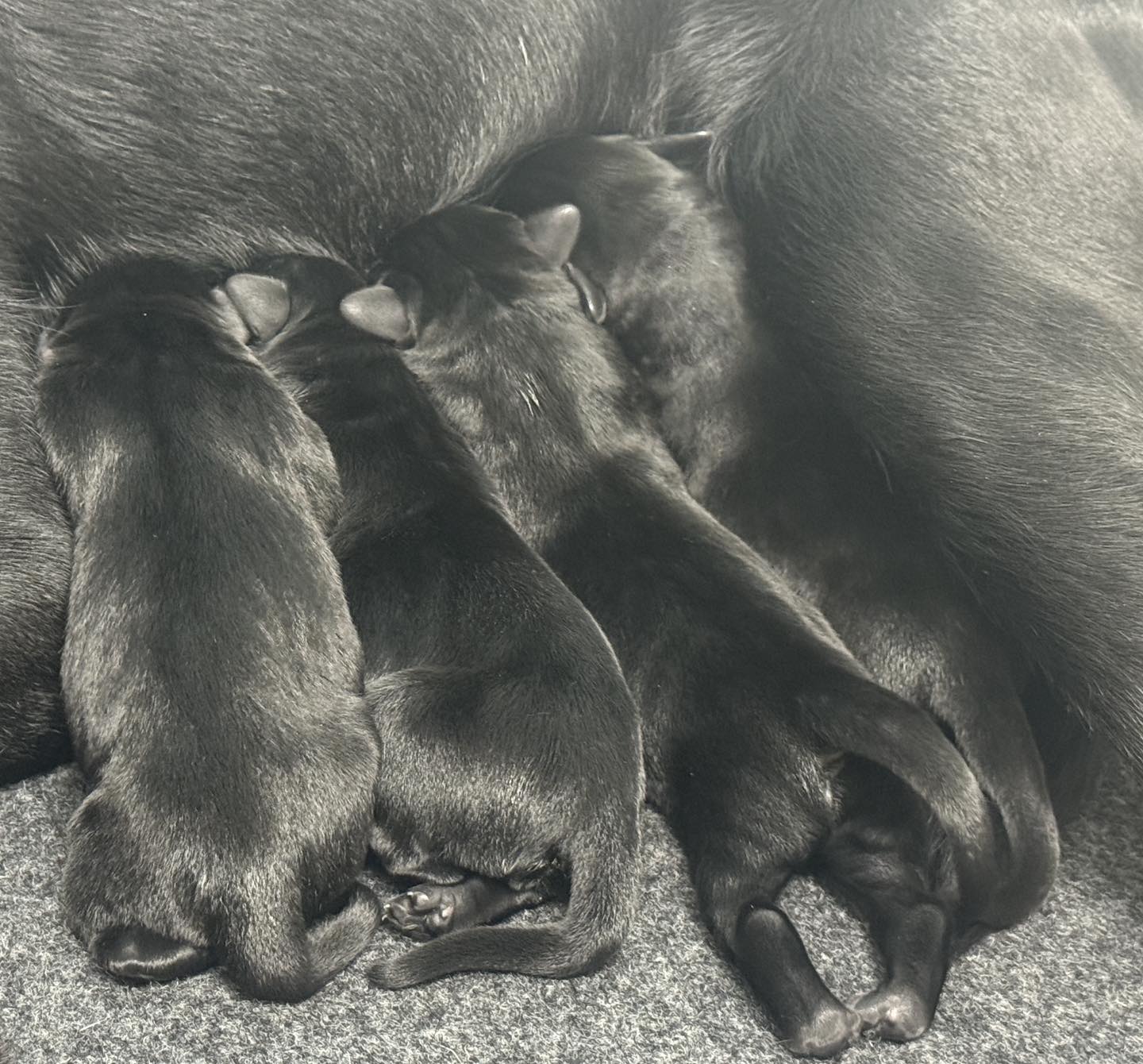 468036970_1114430800691503_610337793751236646_n