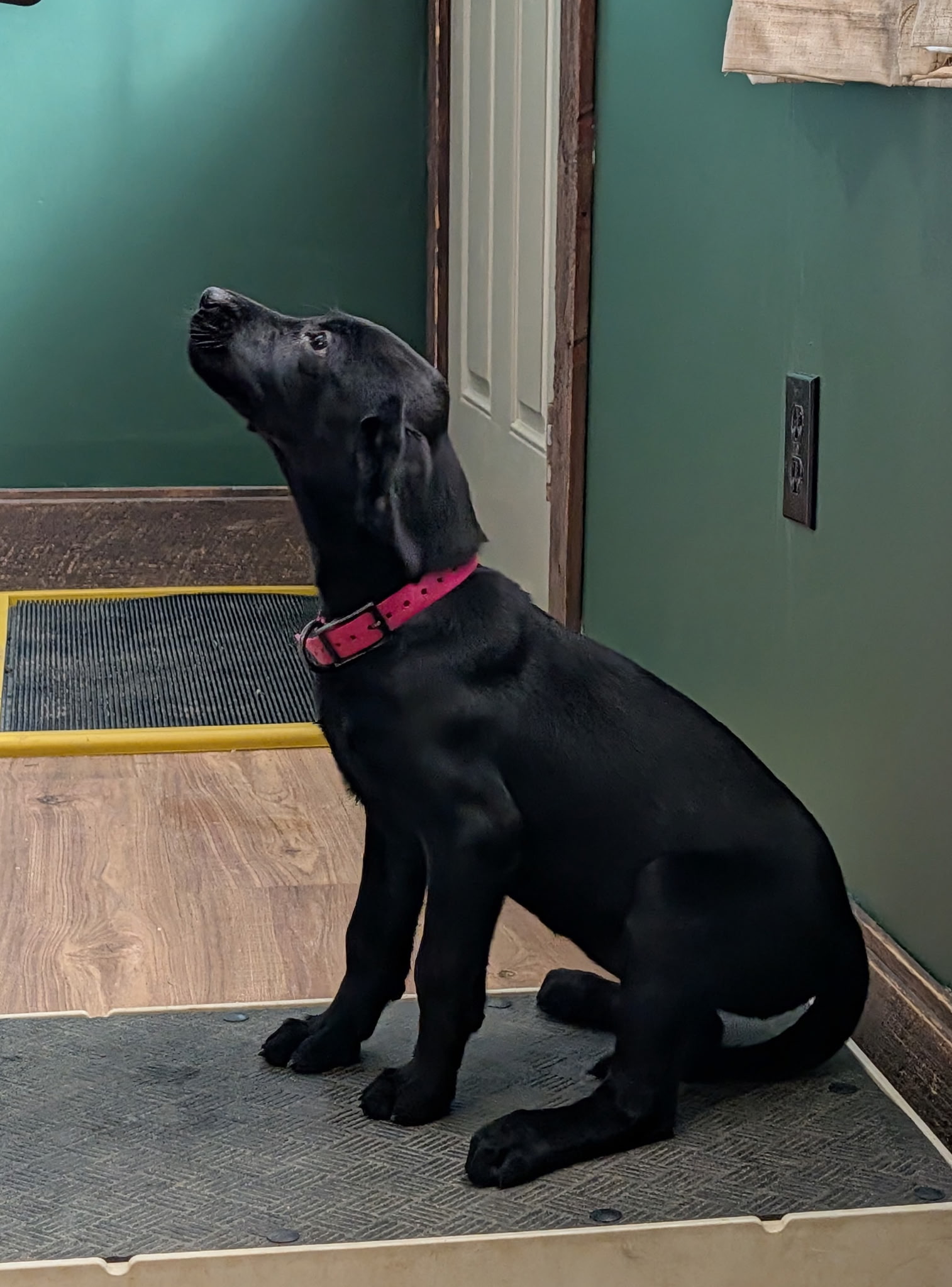 Willow ( Hazel x Fury )