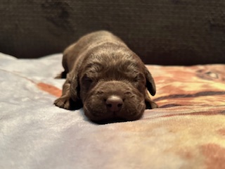 ruger