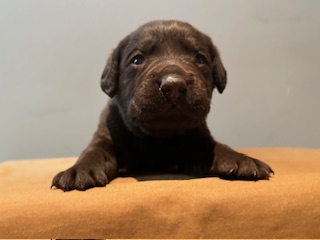 ruger