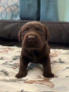 Ruger