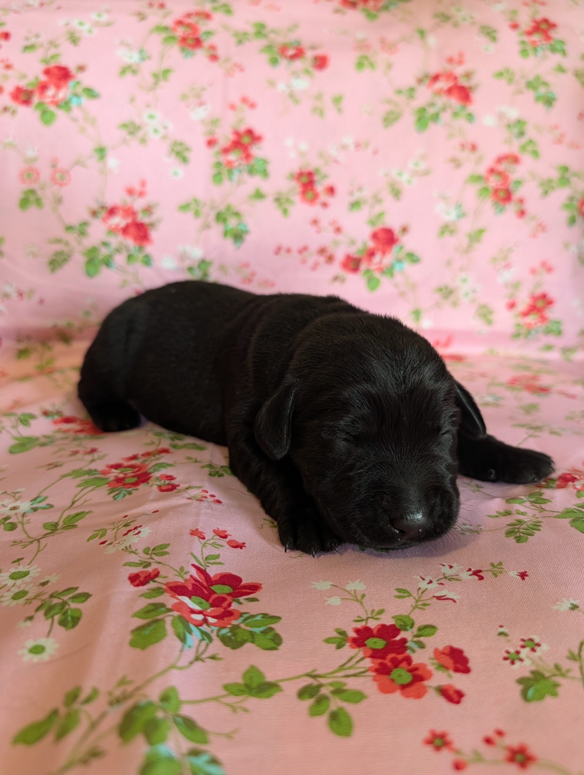 nellie