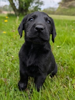 Dolly