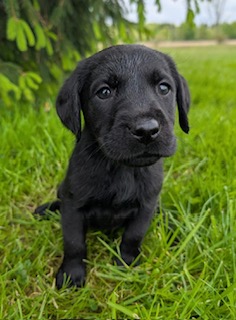 Freya