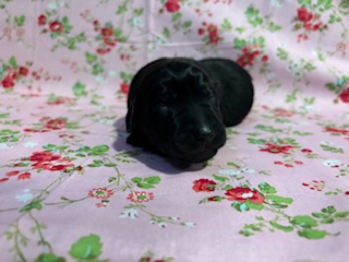 nellie