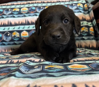 freya