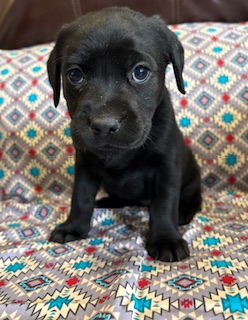 dolly