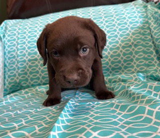ruger
