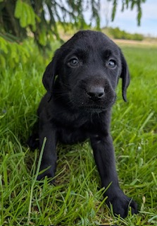 Jack
