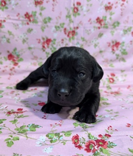 Nellie