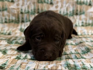 Clyde