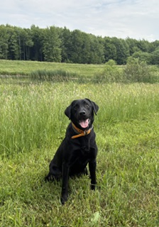 Arlo