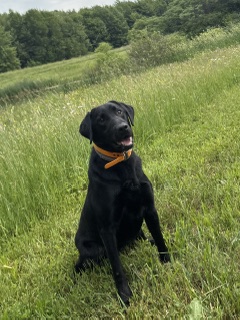Arlo
