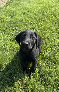 dolly