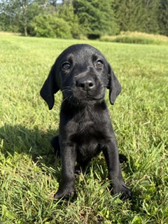 nellie