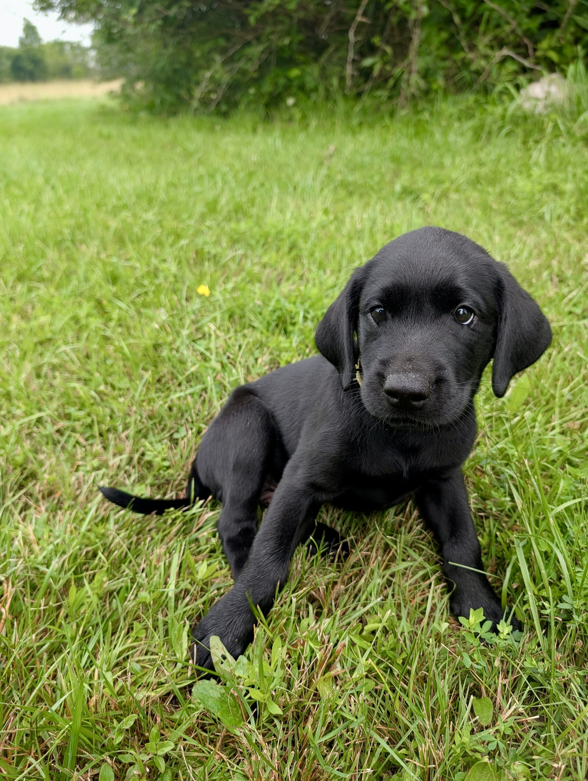 Brody