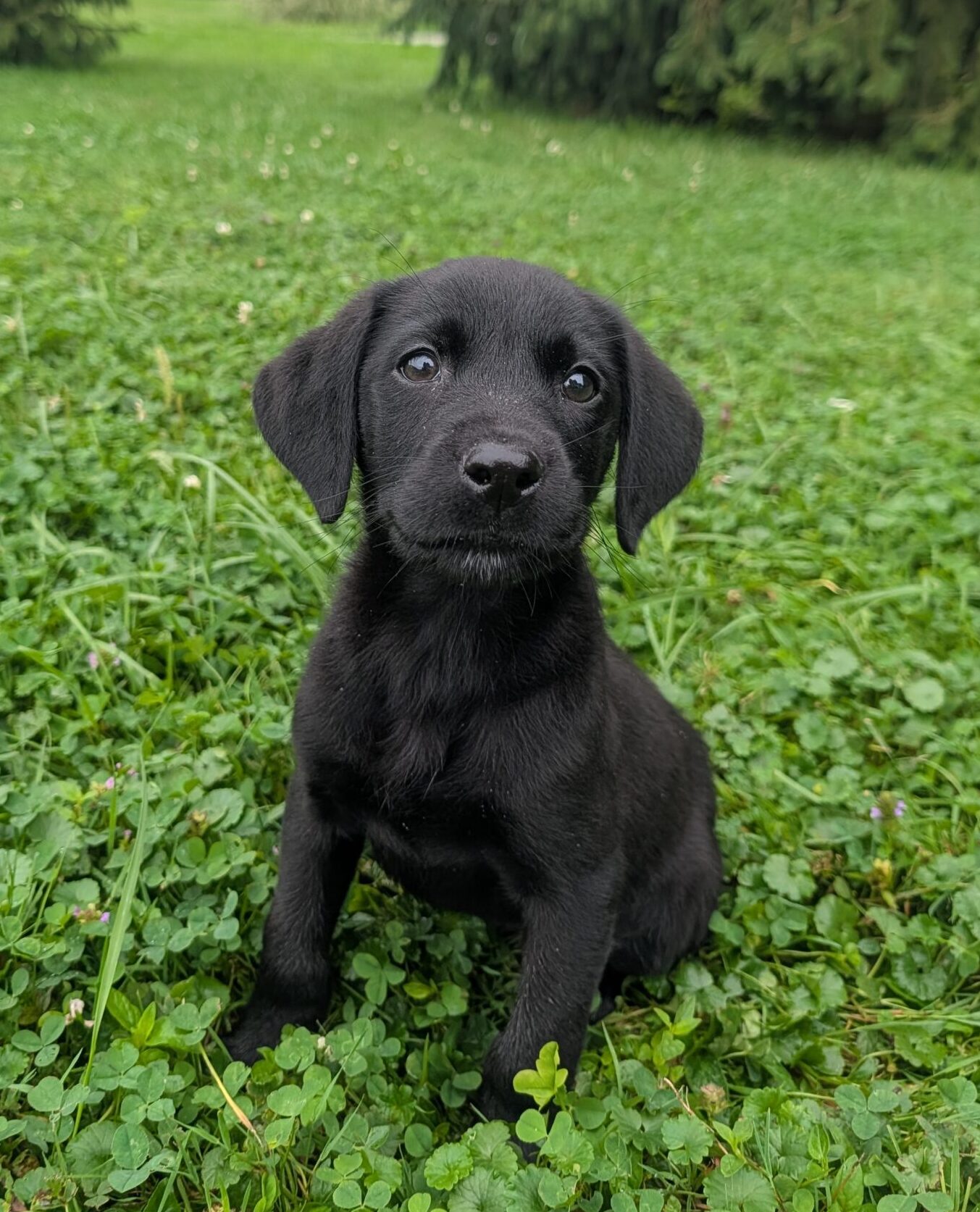 Hunter