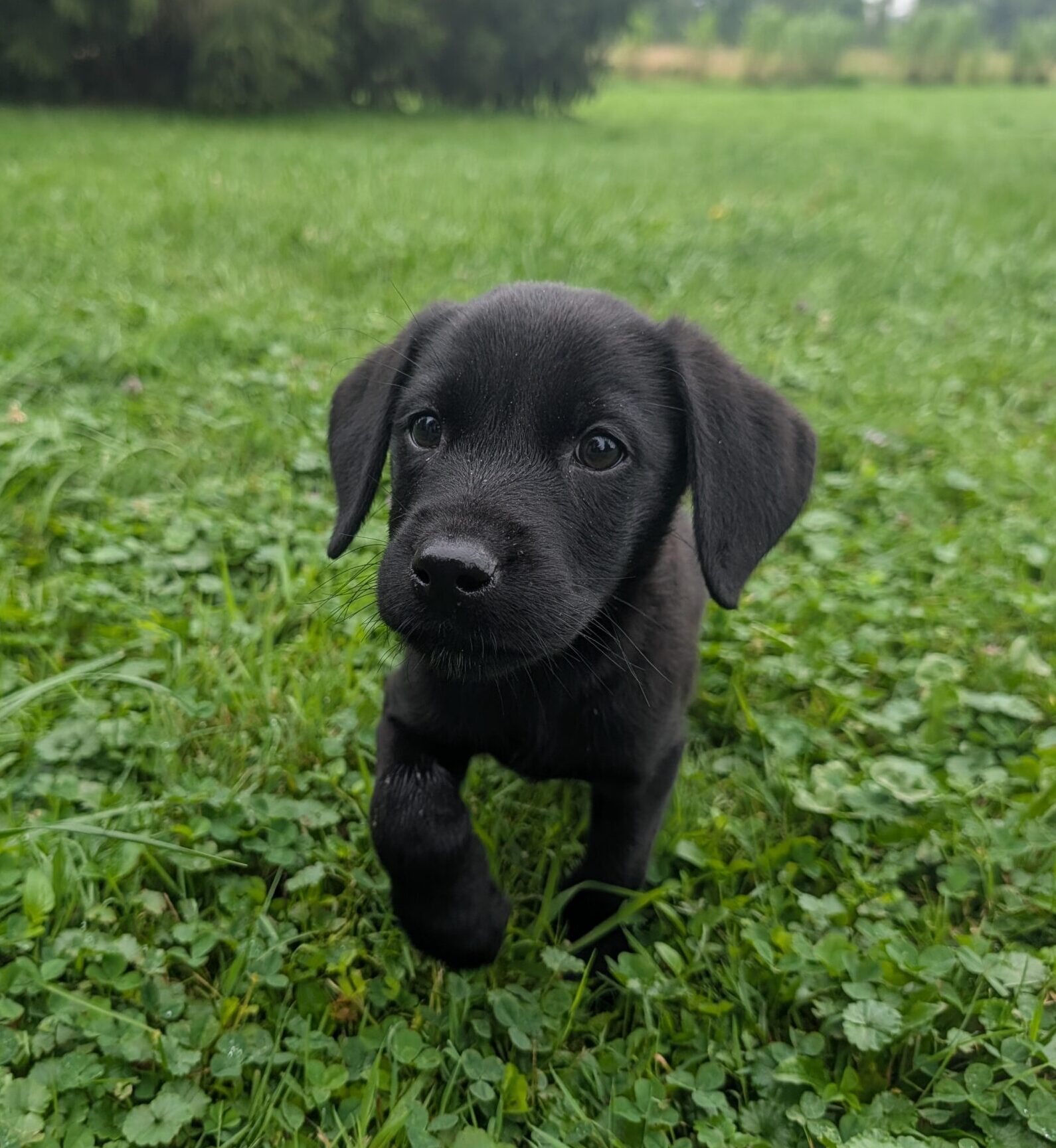 Hunter