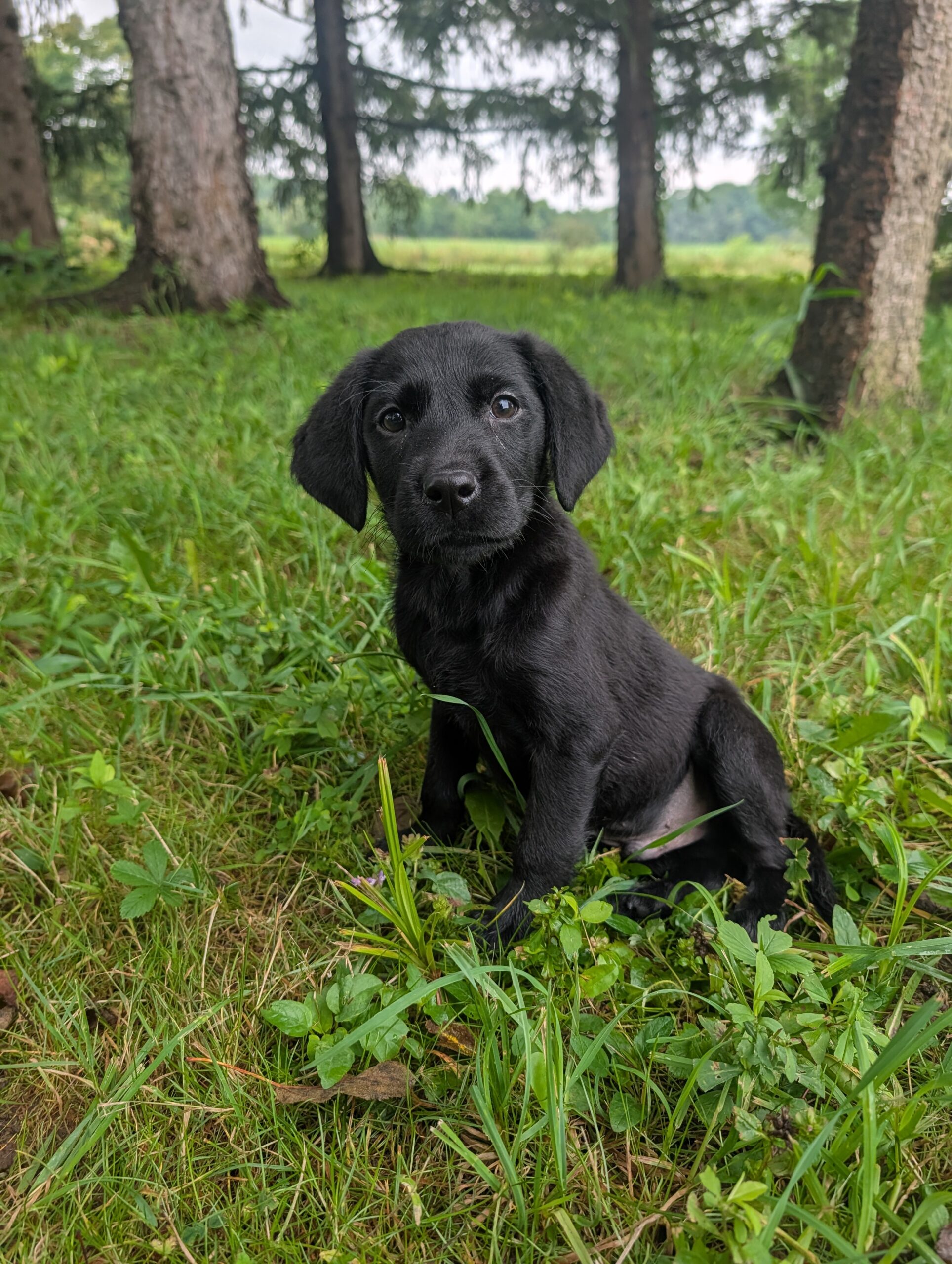 Scout