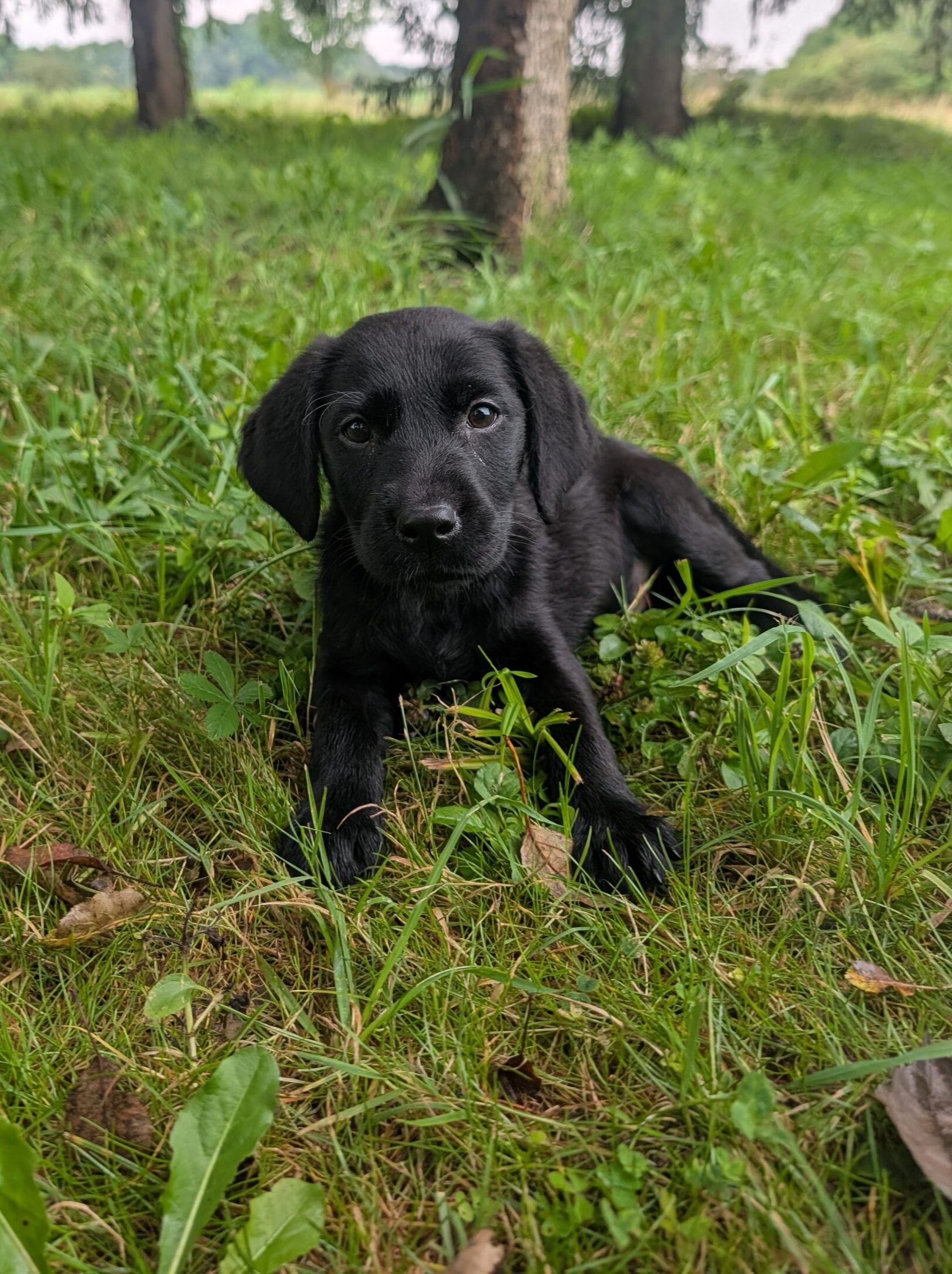 Scout