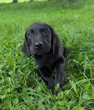 Luca