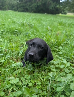 Luca