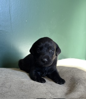 zeke