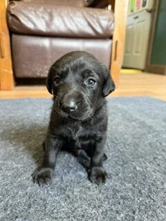Winston
