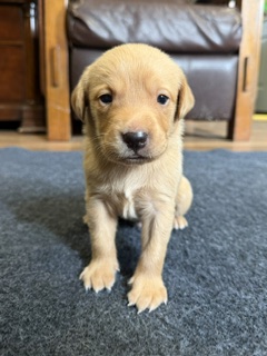 Riggs