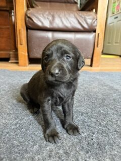 Vera