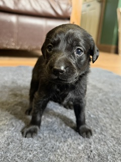 Mavis