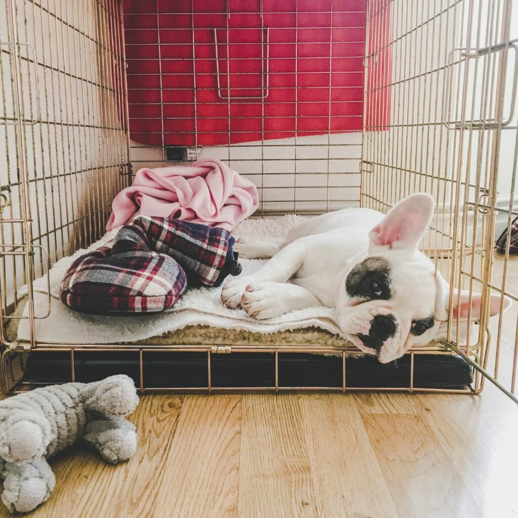 Crate training is a good idea