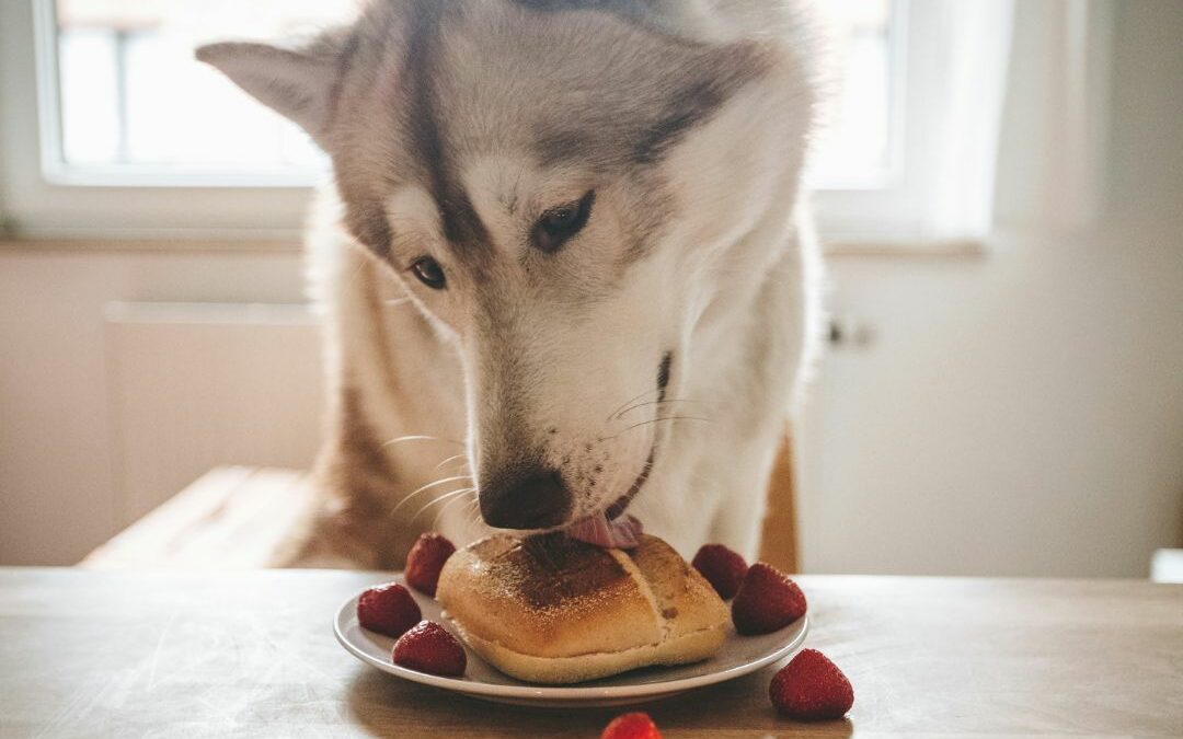 Human foods that are toxic to your dog