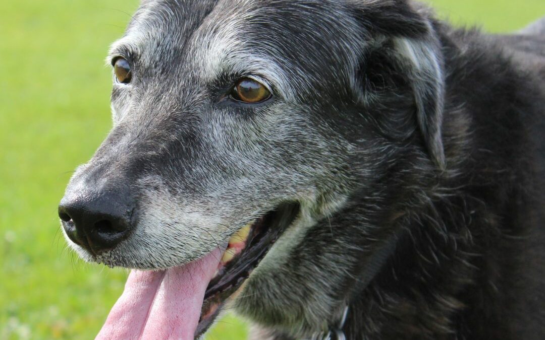 Keeping your senior dog happy and healthy